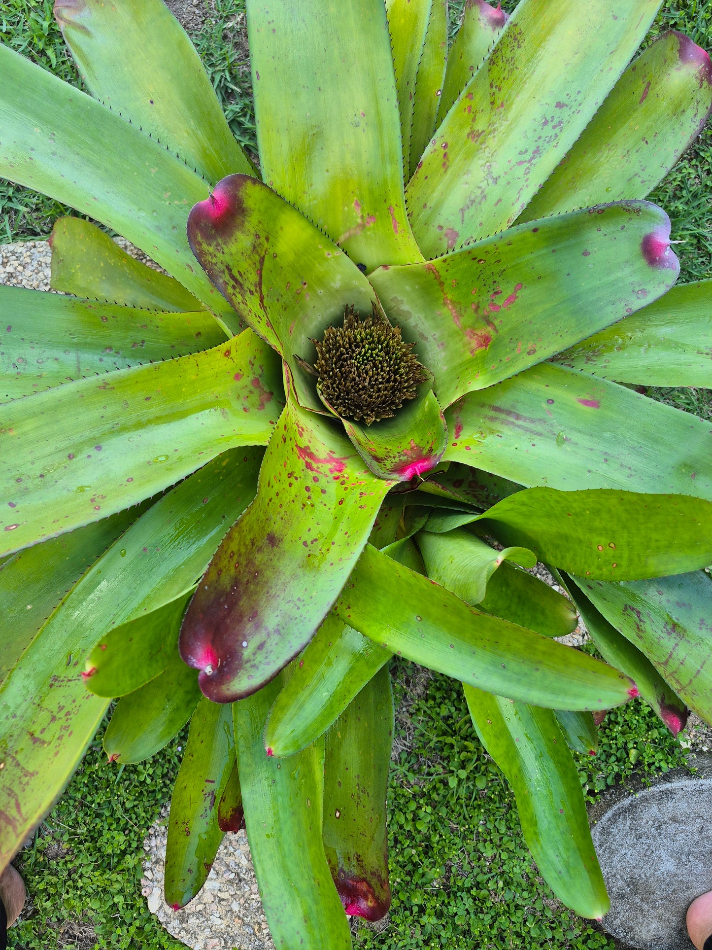 NEOREGELIA YELLOW DELICIOUS  - ELMORE, J.