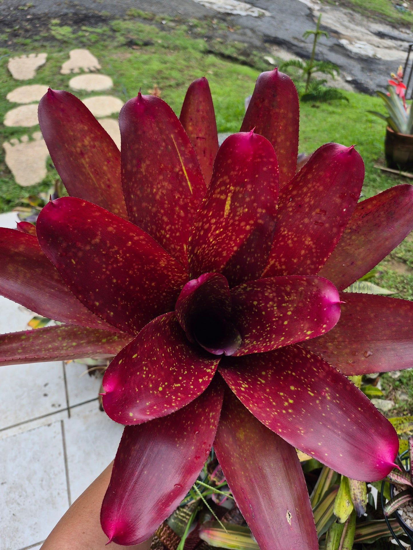 NEOREGELIA ANDREA