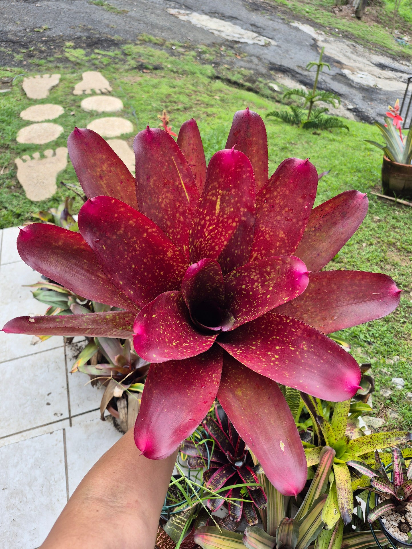 NEOREGELIA ANDREA