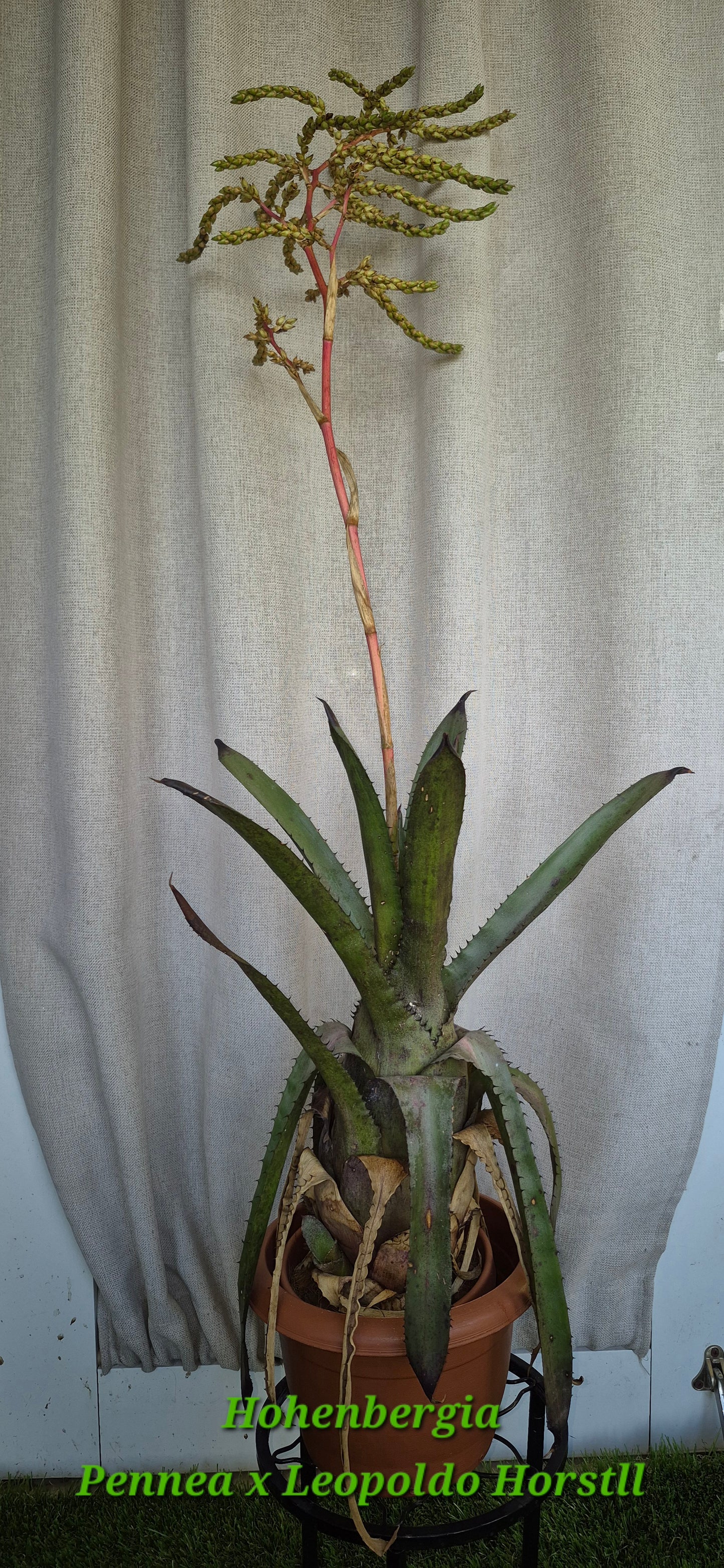 🍃 HOHENBERGIA PENNAE X LEOPOLDO HORSTII