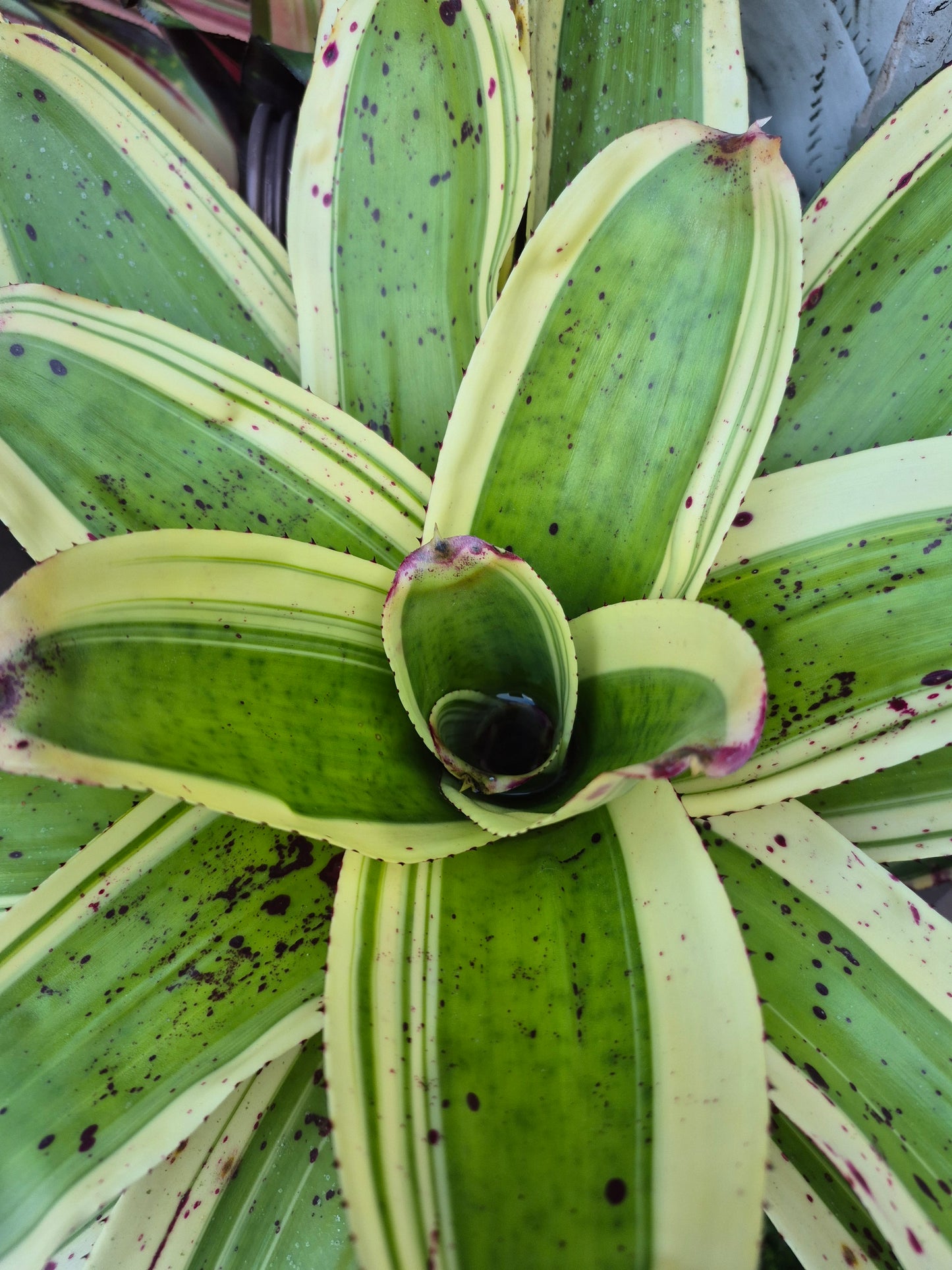 NEOREGELIA 'INK-WELL' (ALBO-MARGINATED) - "CHESTER SKOTAK"