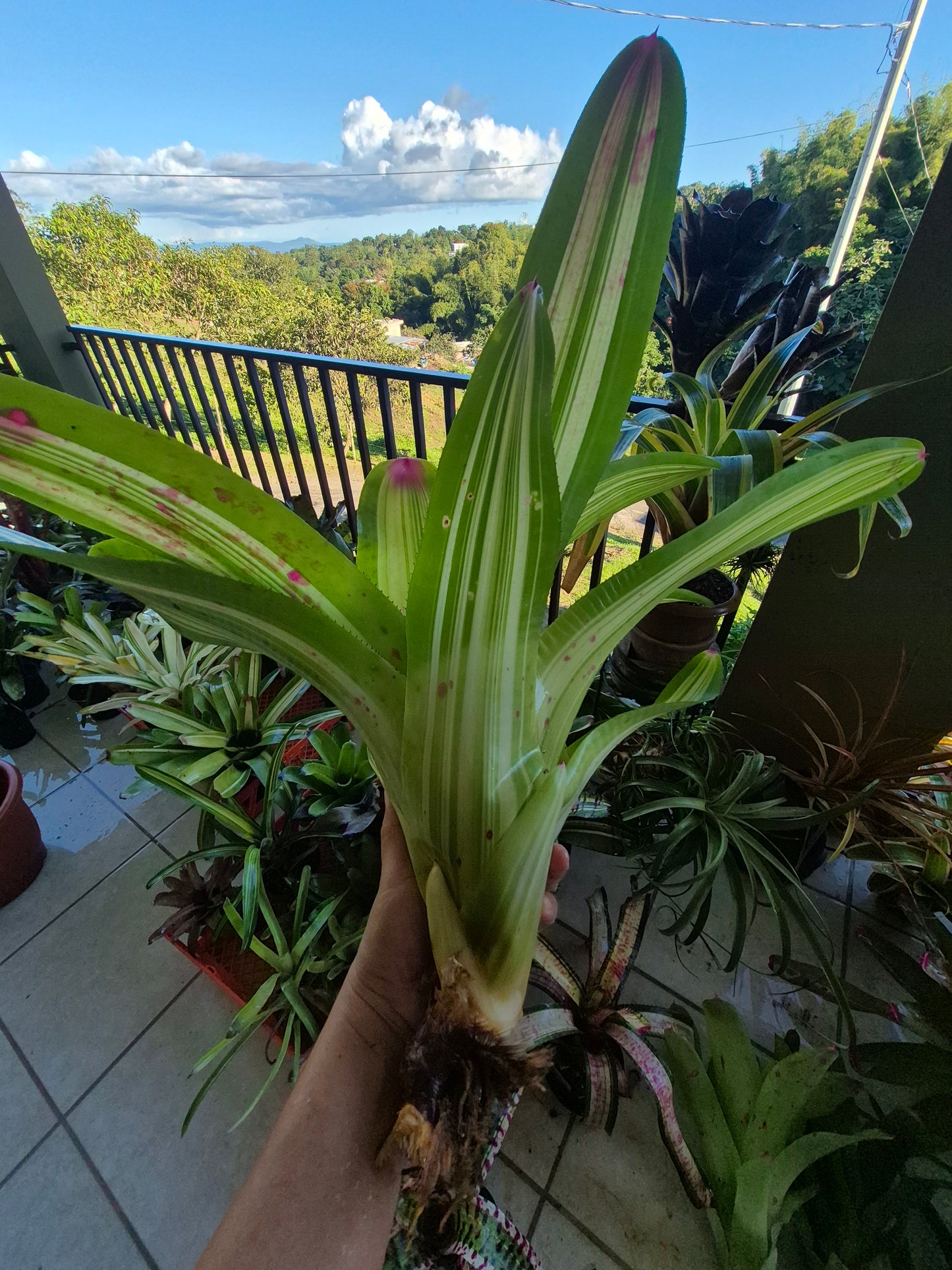 NEOREGELIA JOHANNIS DEROLF